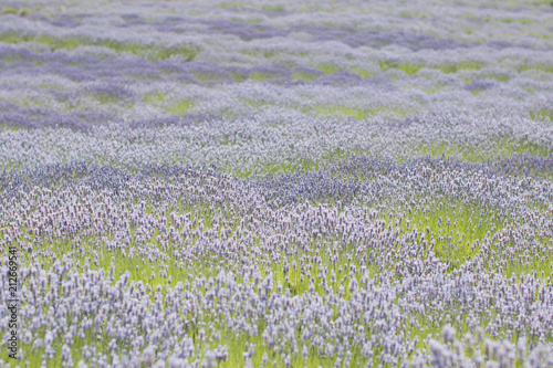 Rolling fields of Lavender blooms