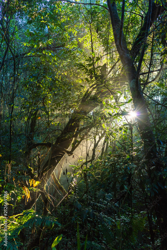 Fototapeta premium Beautiful sunbeam through the jungle