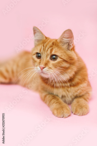 Fototapeta Naklejka Na Ścianę i Meble -  A beautiful red cat laying on a pink background and looking attentive