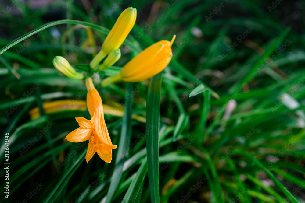 Obraz premium Close up of Yellow Lilies about to Bloom