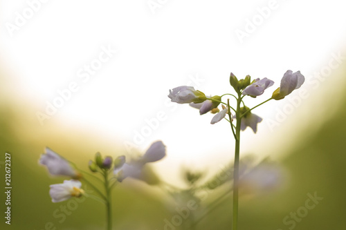 Abstract Cuckooflower Cardamine pratensis, abstract creation using selective focus photo