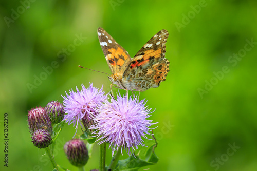 Tableau sur toile Painted Lady butterfly, vanessa cardu, feeding