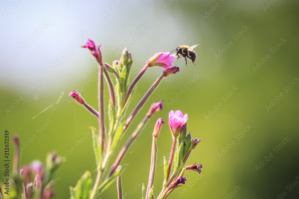 Fototapeta premium Honey bee insect pollination