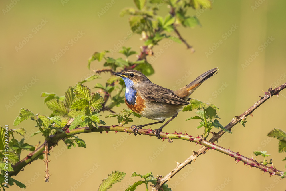Closeup of a blue-throat bird Luscinia svecica cyanecula sining