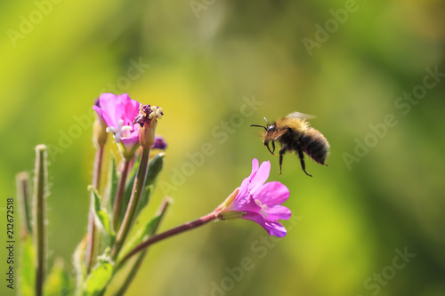 Honey bee insect pollination © Sander Meertins
