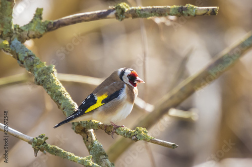 European goldfinch bird, (Carduelis carduelis), perched on a branch of a tree in a forest during Springtime season © Sander Meertins