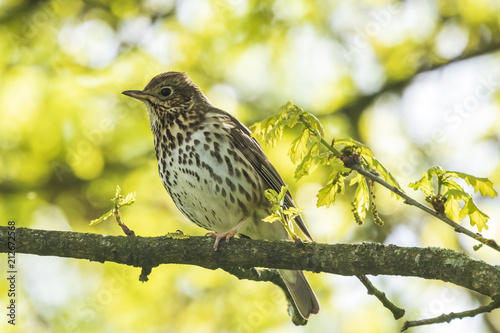 Closeup of a Song thrush Turdus philomelos bird singing in a tree © Sander Meertins