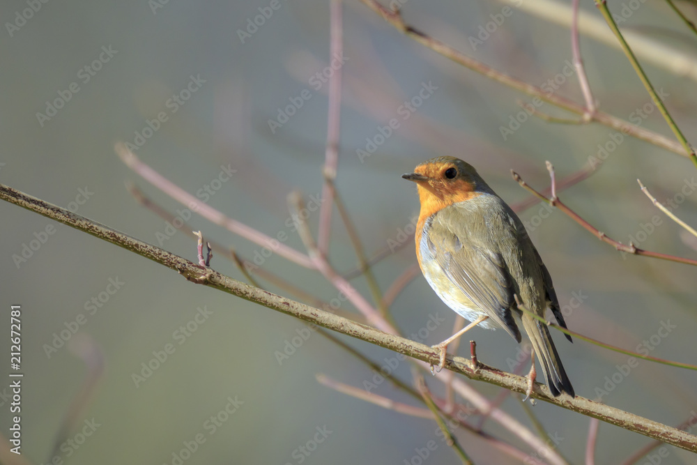 European robin bird (Erithacus rubecula) singing European robin bird (Erithacus rubecula) singing