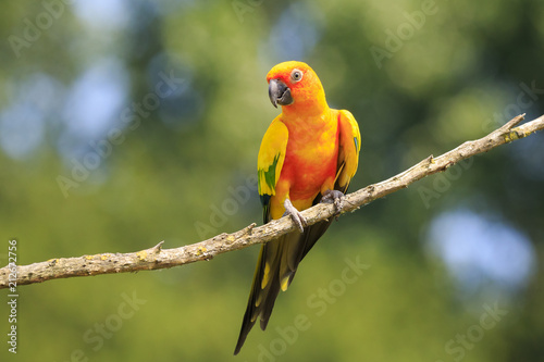 Closeup of sun parakeet or sun conure Aratinga solstitialis, bird. photo