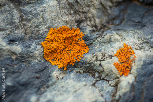 Lichen on Rock