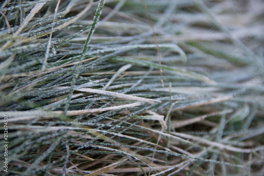 Frozen grass Frozen grass
