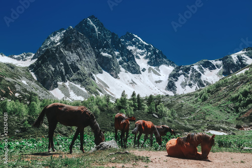 Horses near mountains with snow. Beautiful nature landscape green forest