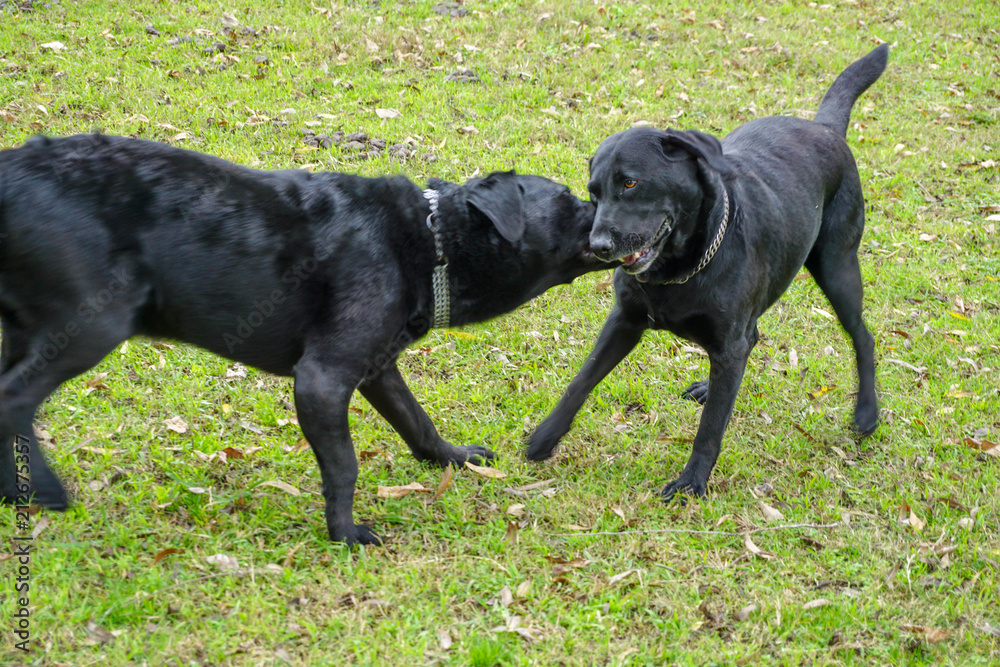 Labradores jugando con un tronco 