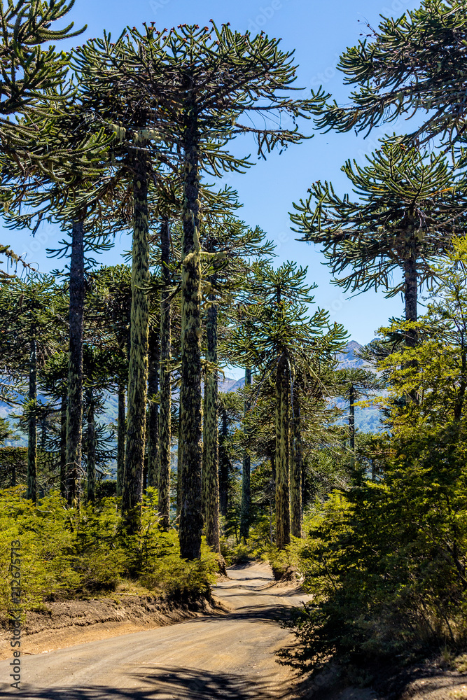 Obraz premium Camino de araucarias