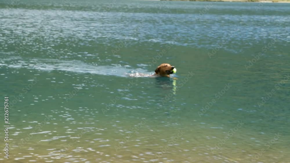 Two energetic purebred German Pinscher dogs playing and swiming in a cold mountain lake retrieving  toys.
