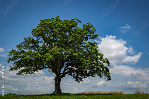 Oak tree in the summer.