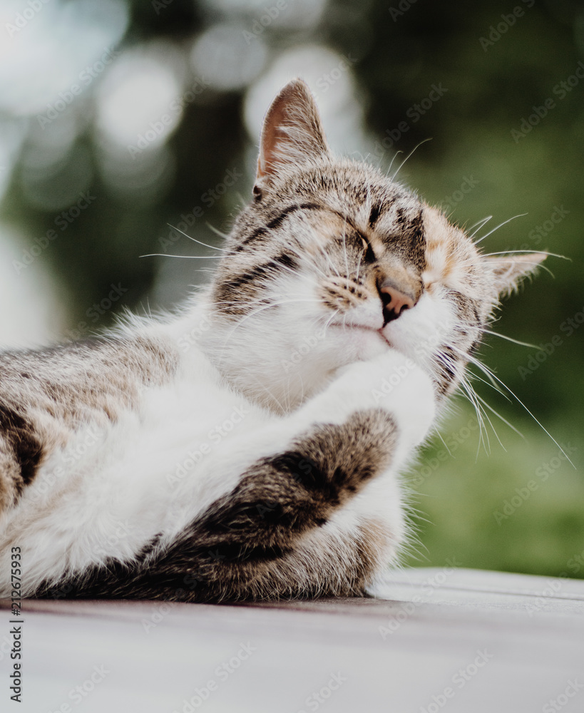 A sunbathing cat