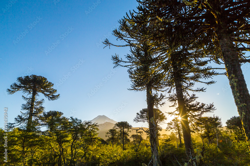 Obraz premium araucarias