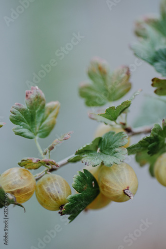 A gooseberry on a bush