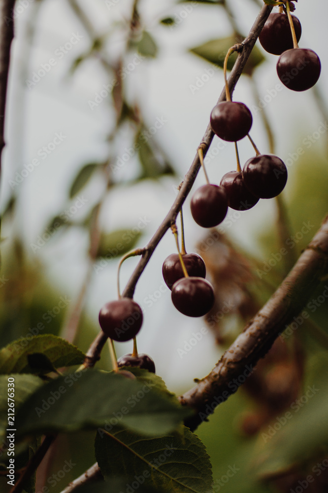 Cherries on a brunch