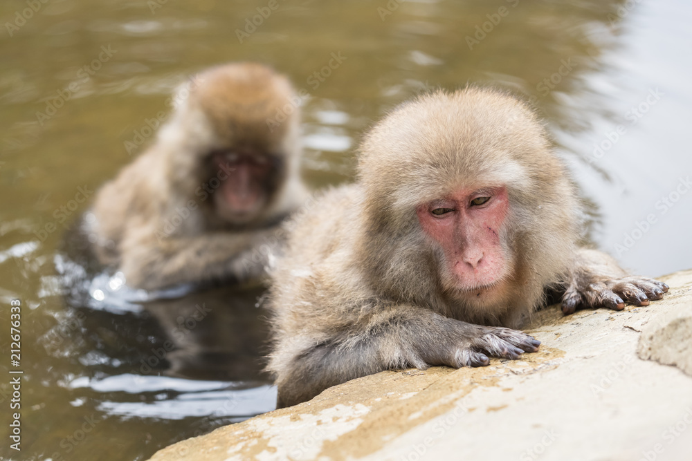 Naklejka premium Jigokudani Monkey Park , monkeys bathing in a natural hot spring at Nagano , Japan