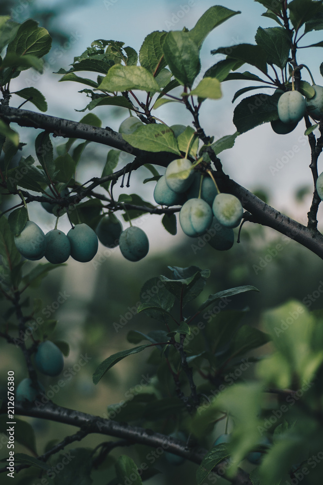 Raw plums growing on a tree