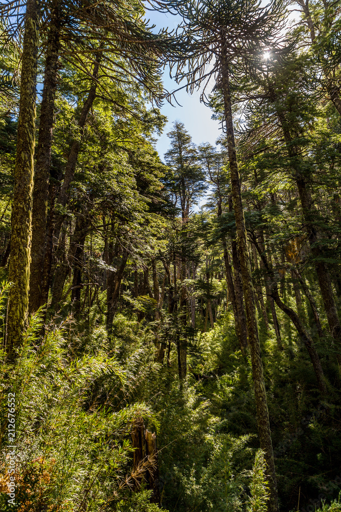 Fototapeta premium Bosque de coihues, Parque nacional COnguillio
