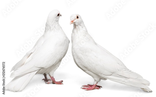 Two White Doves