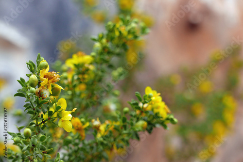 Yellow flowers of creosote bush photo