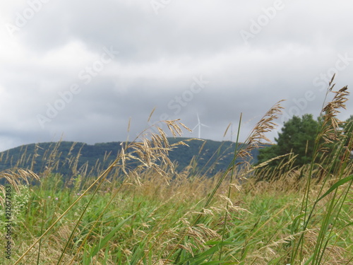 Field