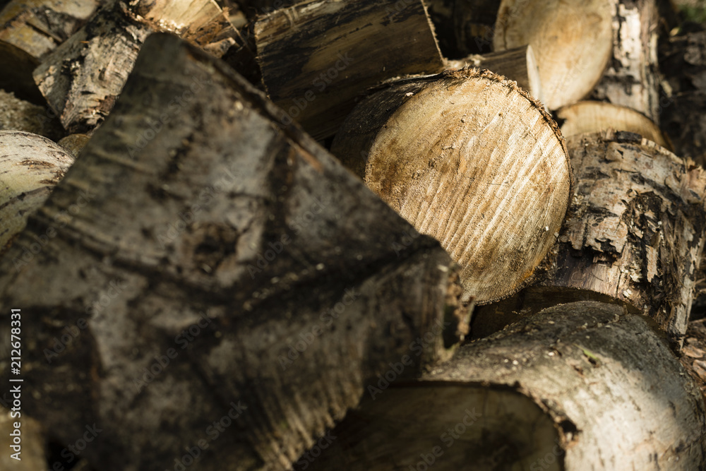 Naklejka premium stos ciętych pni drzew w lesie