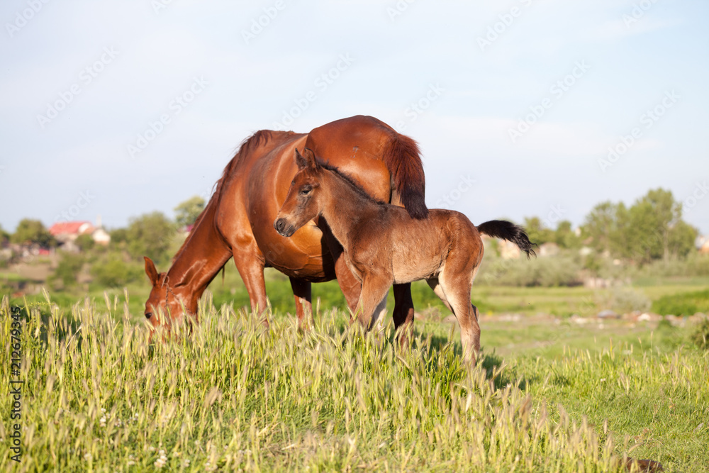 Obraz premium Mother and baby horse in the village 