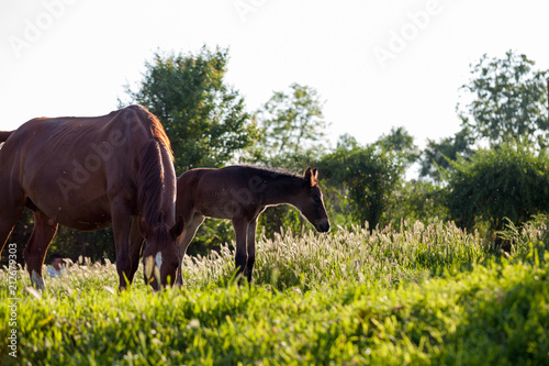 Mother and baby horse in the village  