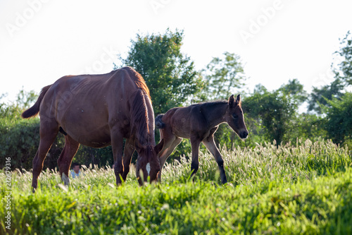 Mother and baby horse in the village
