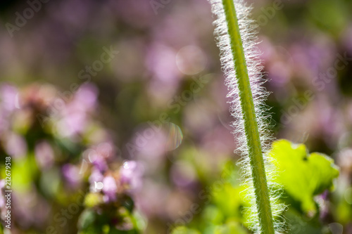 Wild plants in the field  