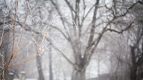 Winter landscape in the park    © ileana_bt