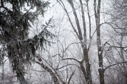 Winter landscape in the park   © ileana_bt