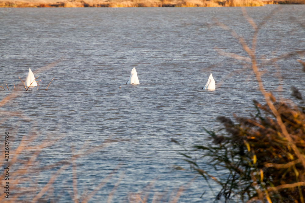 Fototapeta premium Swans on the lake with sunset light 