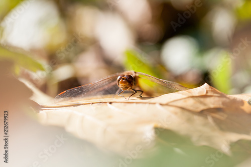 Brown dragonfly with macro details on an autumn leaf
