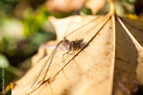 Brown dragonfly with macro details on an autumn leaf 