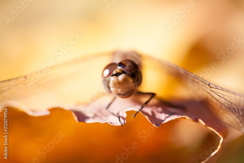 Brown dragonfly with macro details on an autumn leaf
