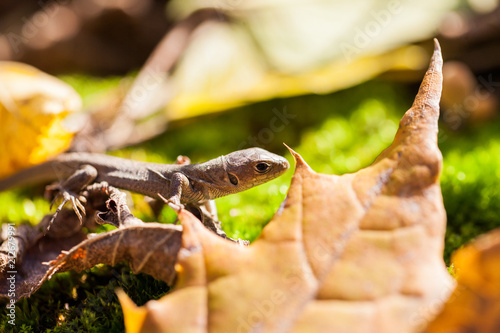 Brown lizard in autumn garden 