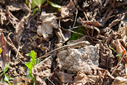 Brown lizard in autumn garden 