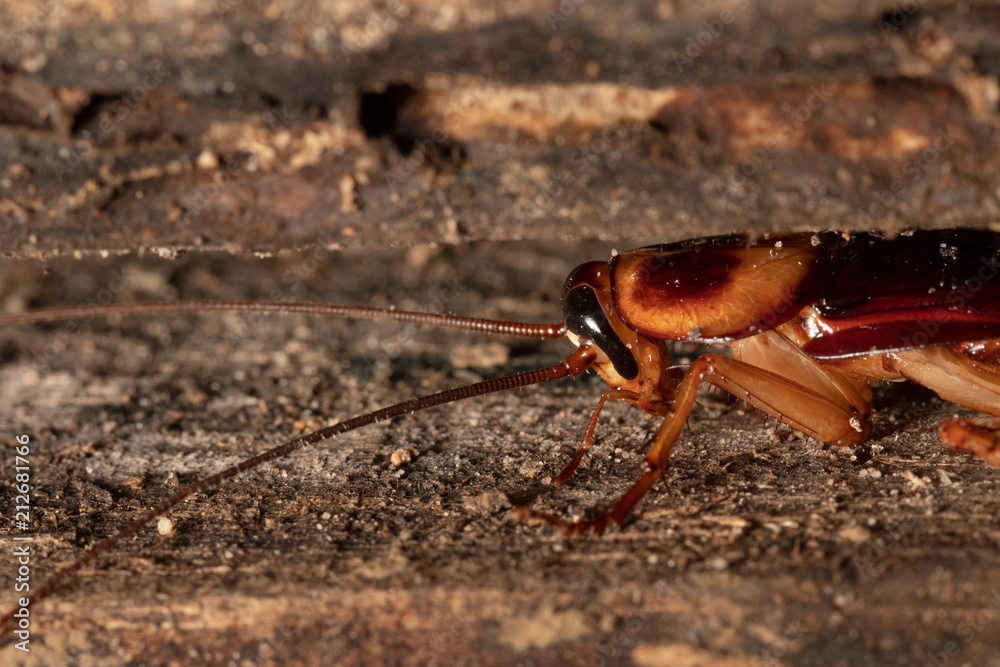 Cockroach on wooden Cockroach on wooden