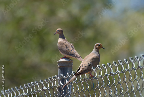 Pair of Mourning Doves on Chain Link Fence, San Dieguito River Park, Escondido, California photo