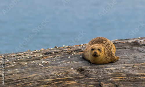 Harbor Seals (Phoca vitunlina) bask in the sun along the Damariscotta River, Maine, on a sunny afternoon