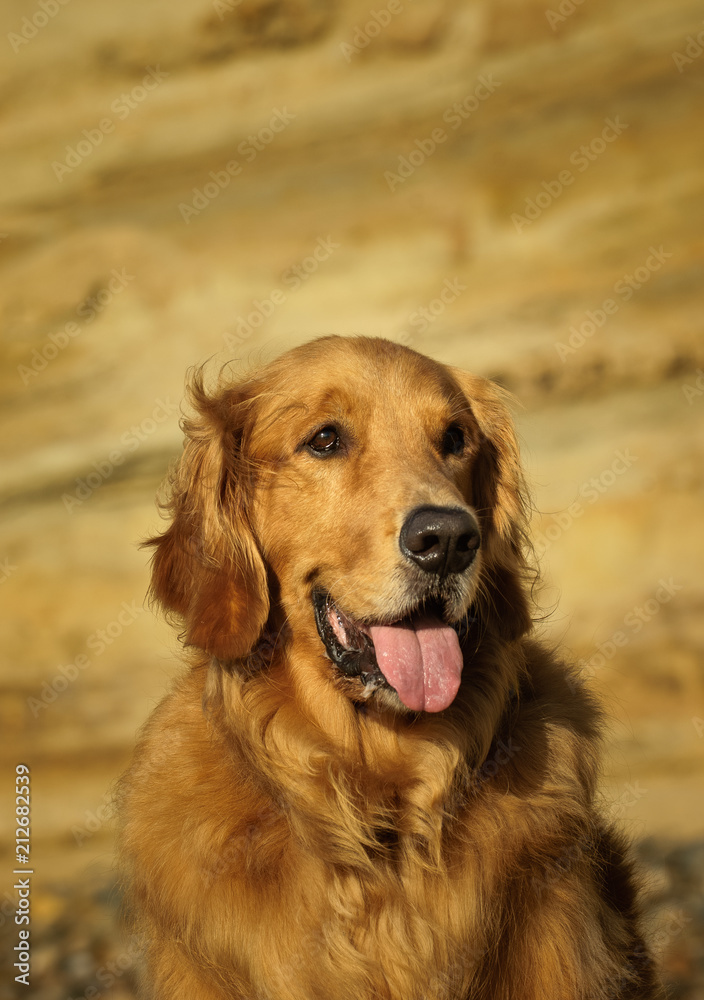 Golden Retriever dog outdoor portrait by natural bluffs Golden Retriever dog outdoor portrait by natural bluffs
