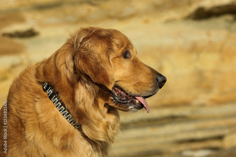 Golden Retriever dog outdoor portrait head shot Golden Retriever dog outdoor portrait head shot