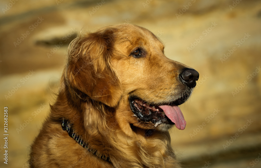 Golden Retriever dog outdoor portrait head shot against natural rocks 
