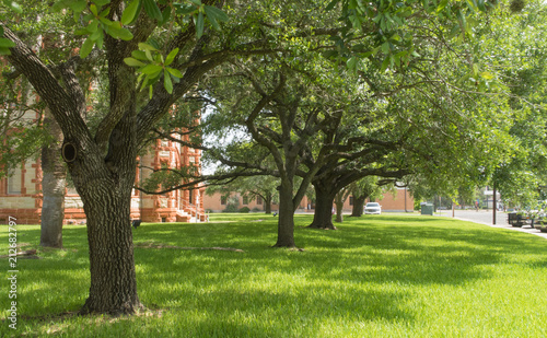 shade trees on a plush lawn